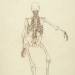 Study of the Human Figure, Posterior View, from 'A Comparative Anatomical Exposition of the Structure of the Human Body'